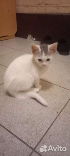 Кошка в дар бесплатно