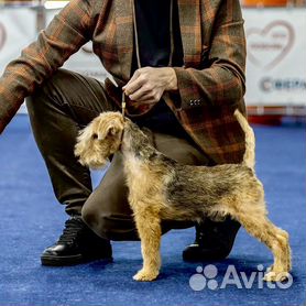 лейкленд терьер - Купить недорого собаку или щенка🐕 во всех регионах |  Цены на собак разных пород | Авито