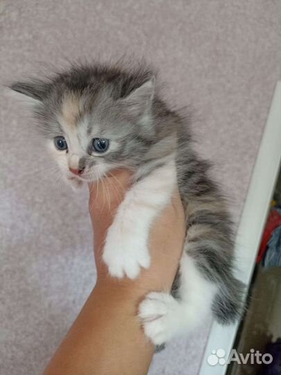 Котята от курильский бобтейл