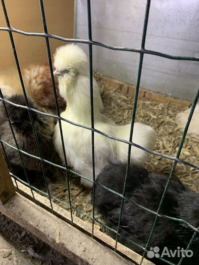 Ия, цыплята породистой птицы