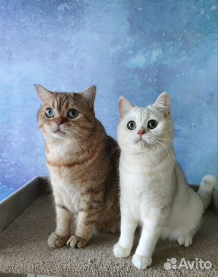 Шотландский котик