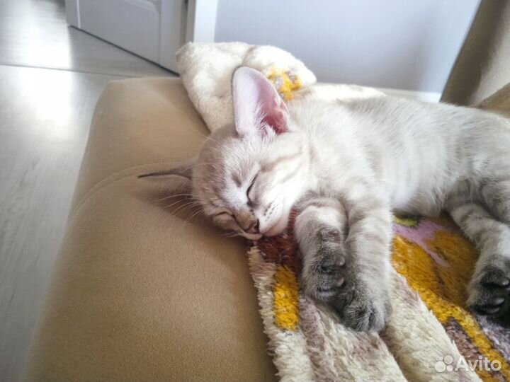 Маскарадные котята