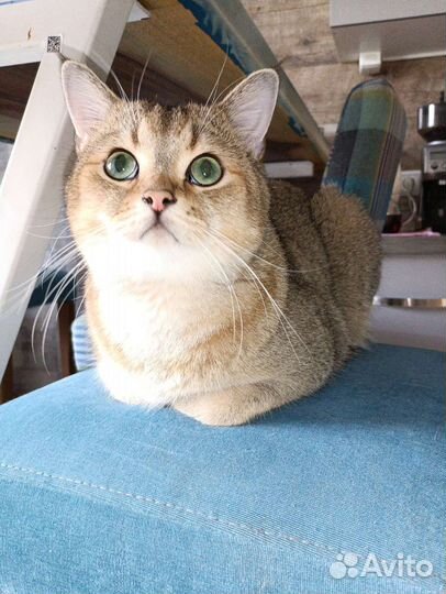 Передержка кошек