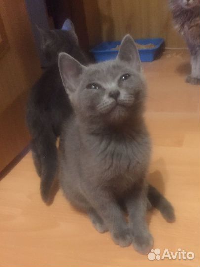 Британские котята