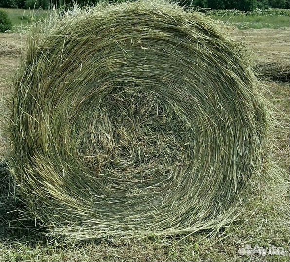 Сено свежий покос