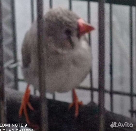 Амадинки зебровые