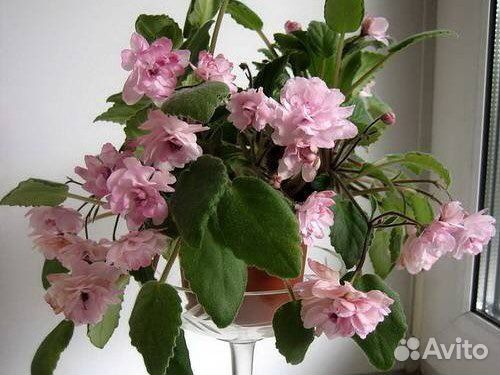 Фиалка Литуаника