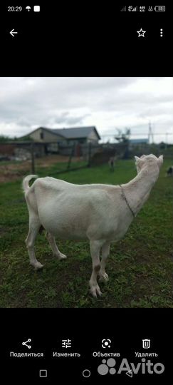 Коза ламанча