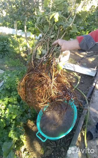 Саженцы винограда