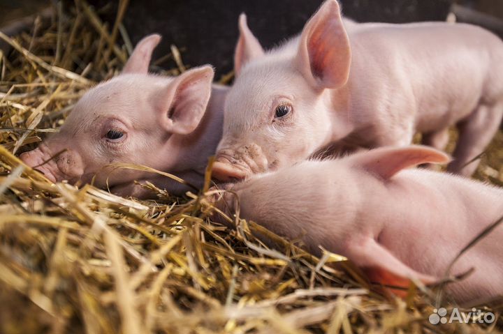 Поросята (русская белая)