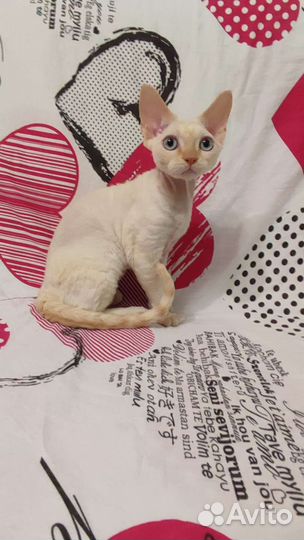 Котята девон-рекс