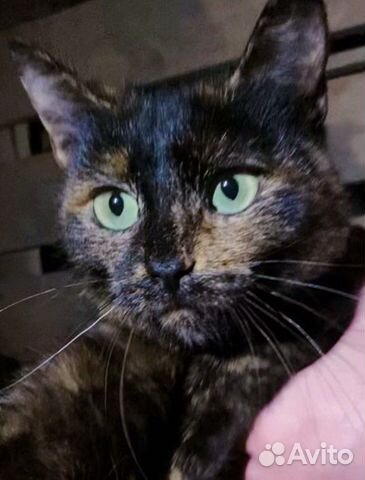 Кошка в добрые руки