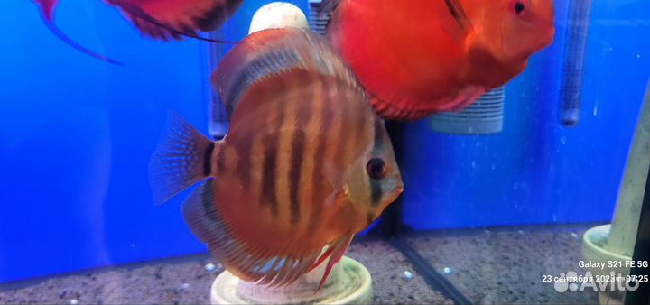 Дискус, Фильтр