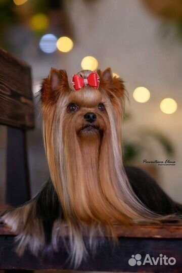 Йоркширский терьер. Вязка