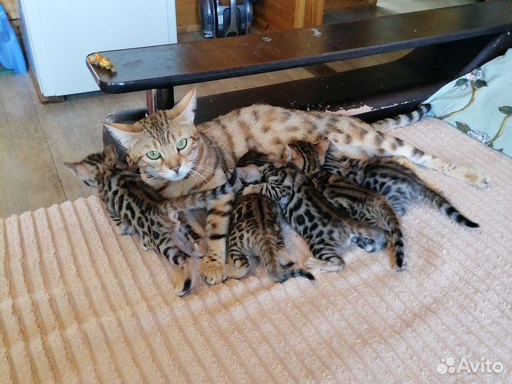 Бенгальские котята