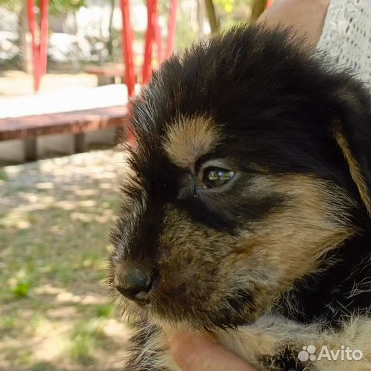 Отдам щенка в добрые руки