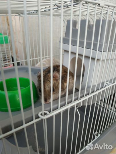 Клетка для хомяка