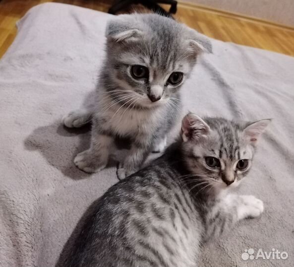 Британские котята