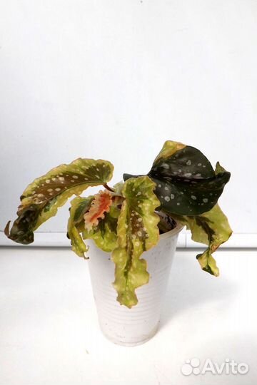 Комнатные растения разные