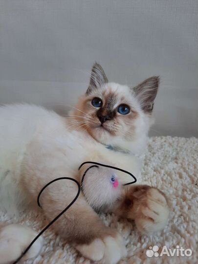 Священная бирма-мальчик