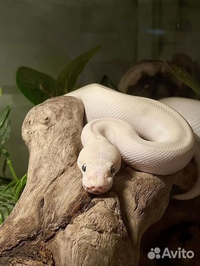 Аренда змеи для фотосессии