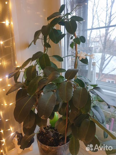 Мадагаскарский жасмин