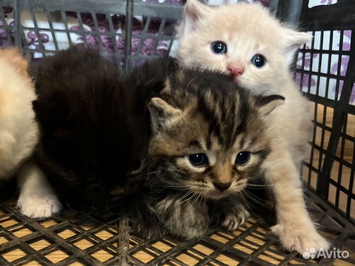 Котята в добрые руки