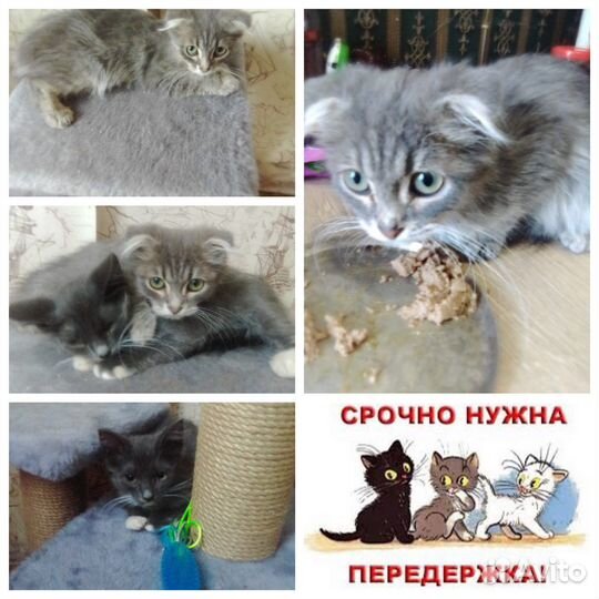 Котята ищут дом