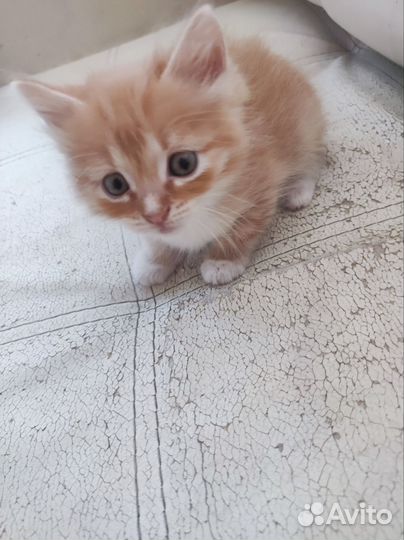 Котята