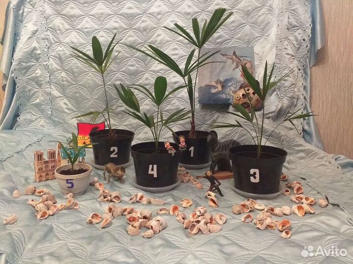 Пальма веерная (саженцы)