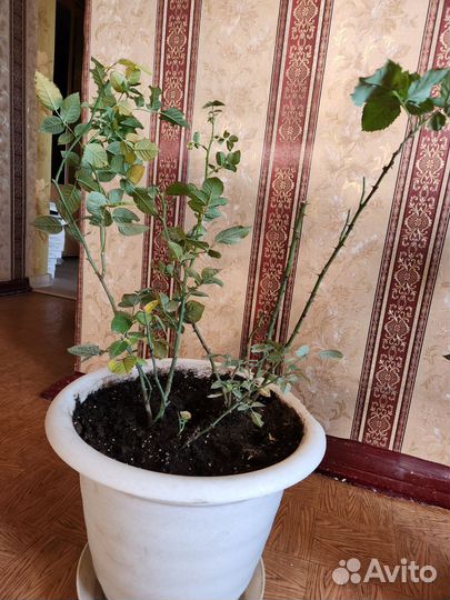 Комнатные растения. Цветы. Роза