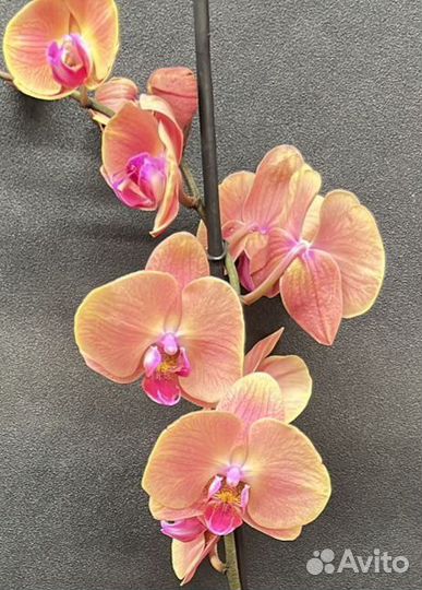 Орхидея фаленопсис Volcano