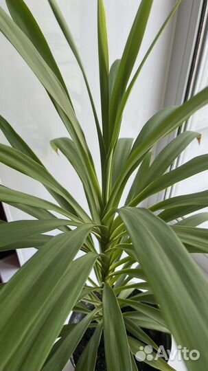 Пальма драцена