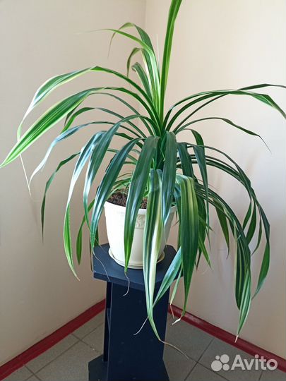 Пальма панданус