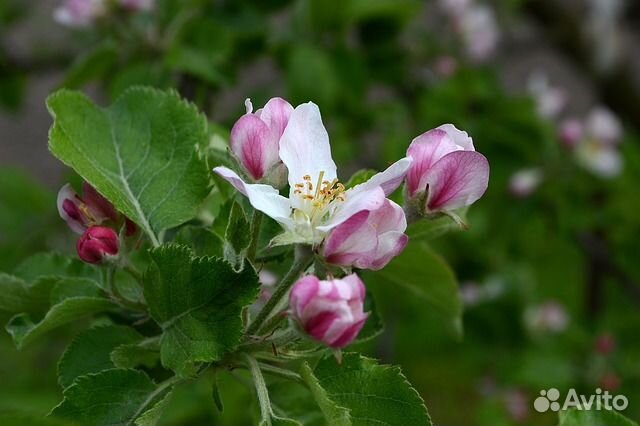 Саженцы яблони