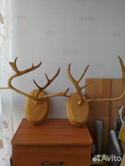 Рога оленя