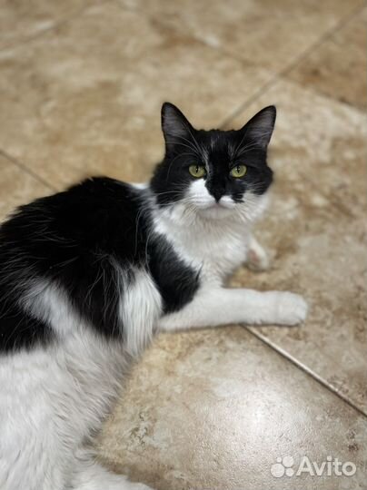 Помогите Филе