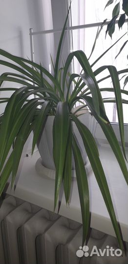 Хлорофитум