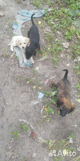 Щенок в добрые руки бесплатно спаниель