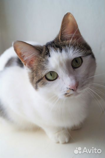 Mapycя.вакцинирована/стерилизована