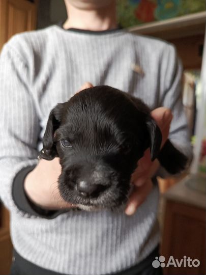 Щенки спаниеля