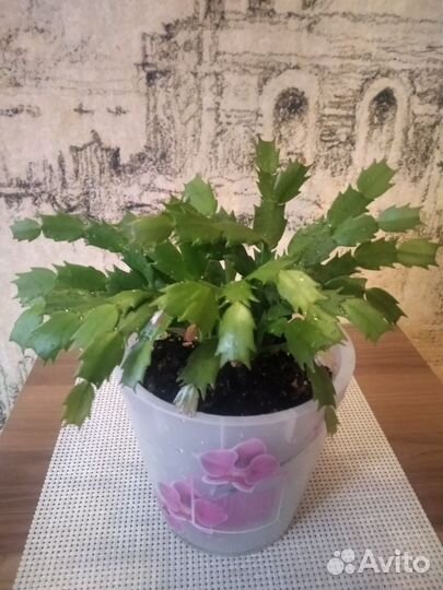 Декабрист Шлюмбергера Зигокактус