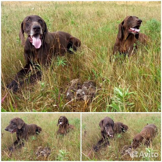 Щенки курцхаара