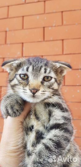 Котёнок в дар