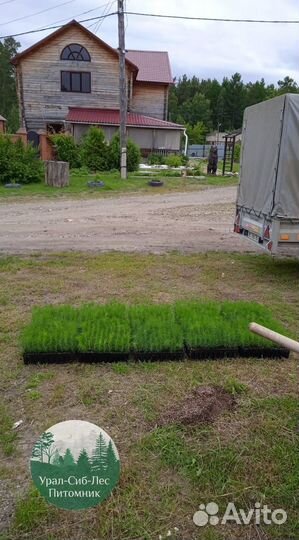 Зкс Сосна сеянцы Ели Лиственницы окс Голуб Горная