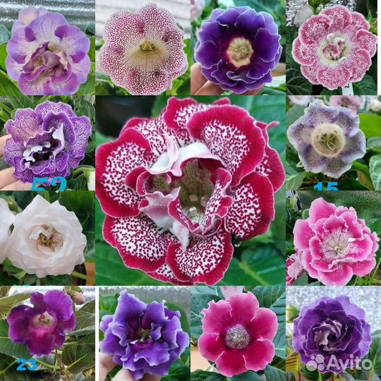 Семена глоксиний смесь семян