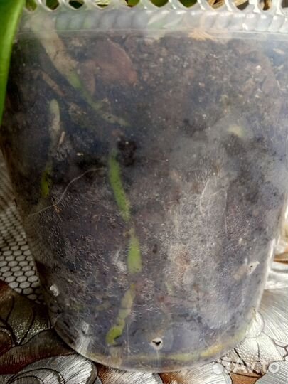 Орхидея фаленопсис ред лип