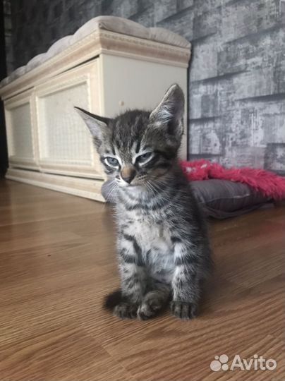 Котенок