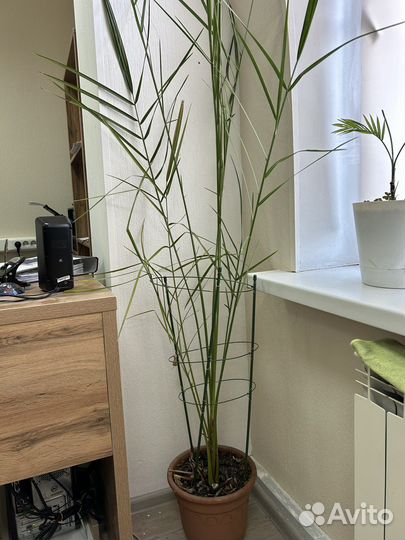 Финиковая пальма