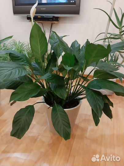 Спатифиллум